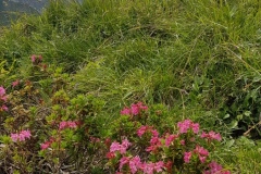 Alpenrose