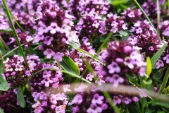 Thymus serpyllum