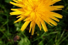 Dandelion