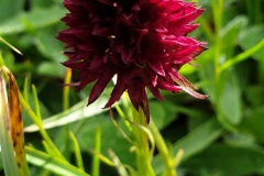 Gymnadenia nigra