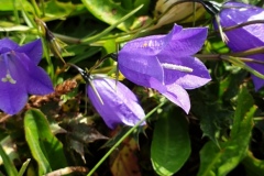 Harebell