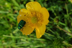Creeping buttercup