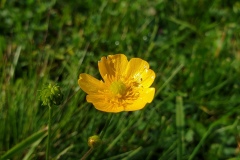 Creeping buttercup