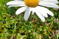 Leucanthemum vulgare