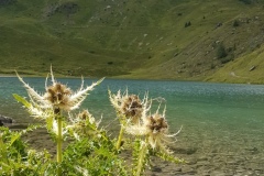 Speniest thistle
