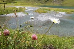 Greater Knapweed and Erigeron caespitosus
