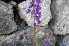 Lupin