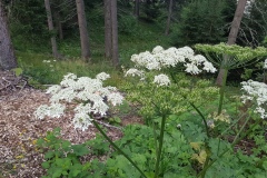 Heracleum