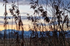 Reeds in the sunset