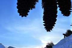 Pine Cones